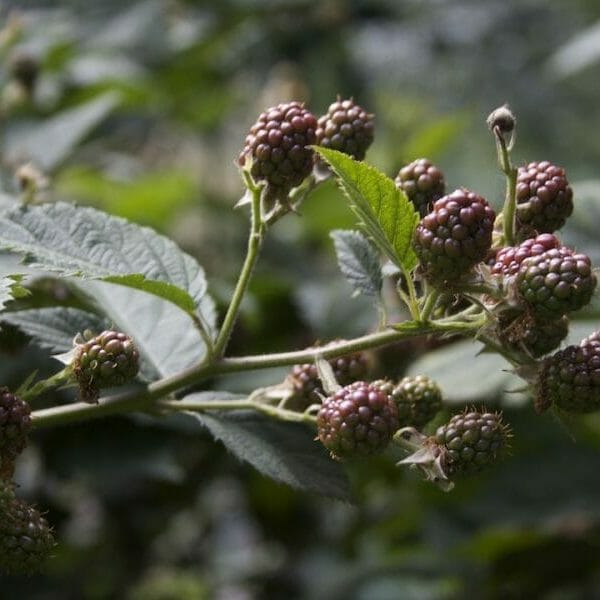 more di rovo, foto scattata da Giorgio Giorgetti, personal chef a Varese