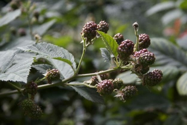 more di rovo, foto scattata da Giorgio Giorgetti, personal chef a Varese