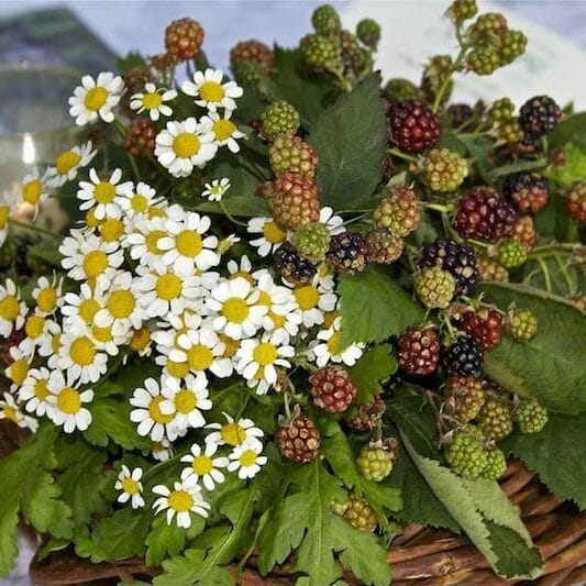 composizione centrotavola di margheritine e more di rovo