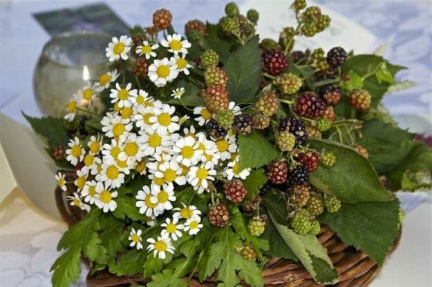 composizione centrotavola di margheritine e more di rovo