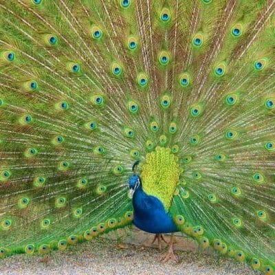 Che cosa chiedere a un personal chef Che cosa chiedere a un personal chef