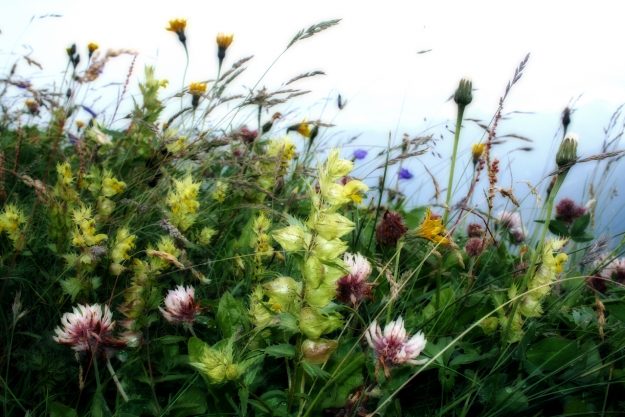 vini di primavera cucino di te