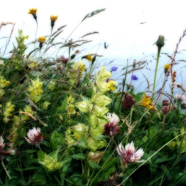 vini di primavera cucino di te