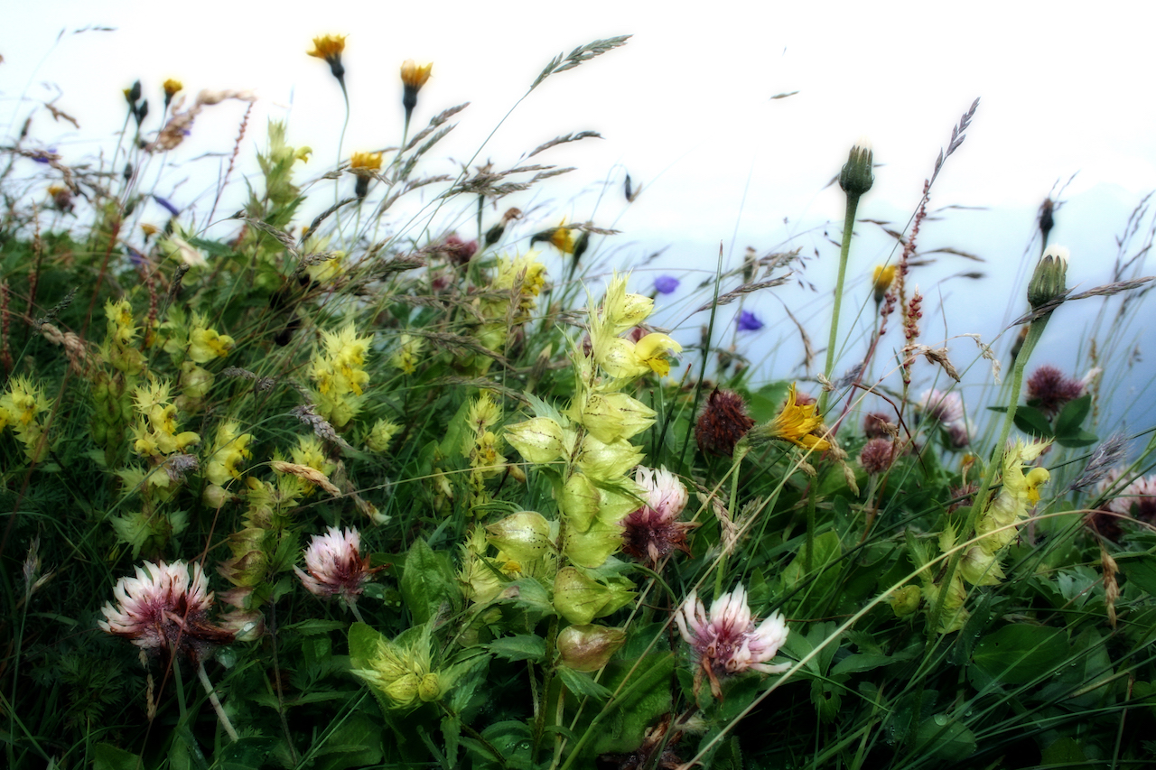 Vini di primavera